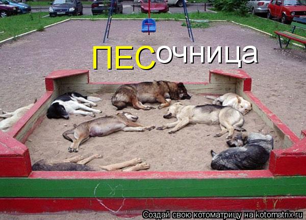 ПЕС очница... Котоматрица: ПЕС очница