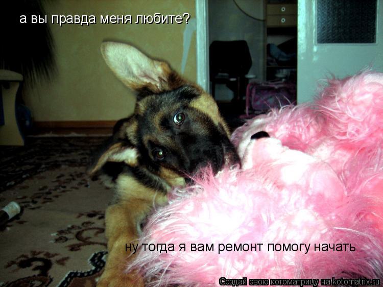 Котоматрица: а вы правда меня любите? ну тогда я вам ремонт помогу начать