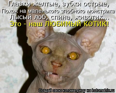 Глазки желтые, зубки острые, Похож на маленького злобного монстрика... Лысый лоб, спина, животик... Э... Котоматрица: Глазки желтые, зубки острые, Похож на маленького злобного монстрика... Лысый лоб, спина, животик... Это - наш ЛЮБИМЫЙ КОТИК!