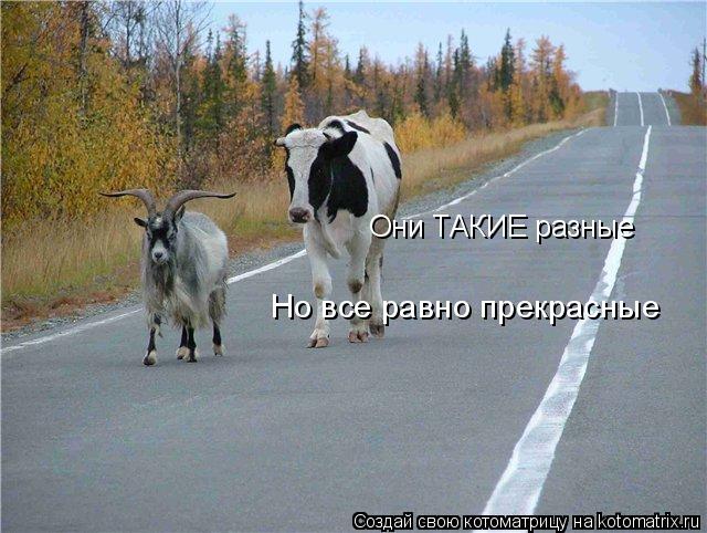 Они ТАКИЕ разные Но все равно прекрасные... Котоматрица: Они ТАКИЕ разные Но все равно прекрасные