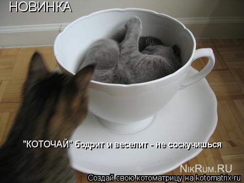 Котоматрица: НОВИНКА "КОТОЧАЙ" бодрит и веселит - не соскучишься