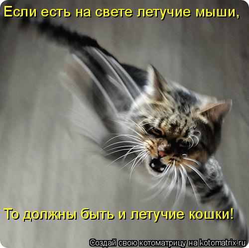 Котоматрица: Если есть на свете летучие мыши,  То должны быть и летучие кошки!