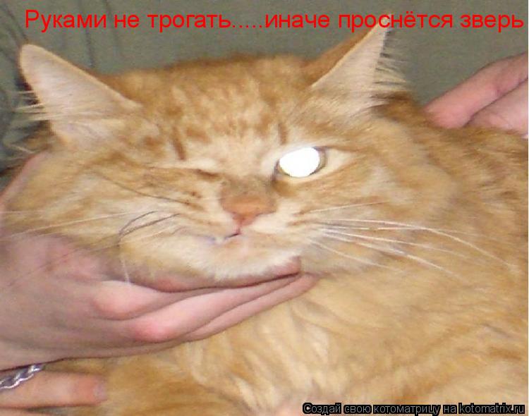 Руками не трогать.....иначе проснётся зверь... Котоматрица: Руками не трогать.....иначе проснётся зверь