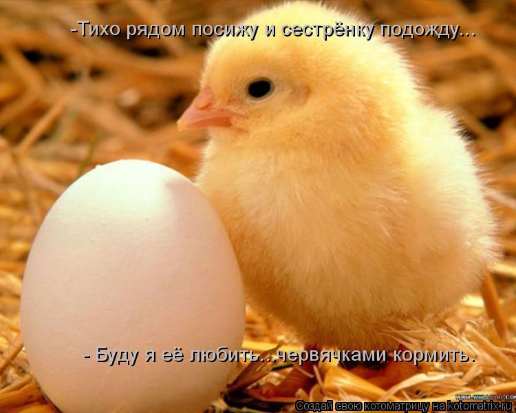 -Тихо рядом посижу и сестрёнку подожду... - Буду я её любить...червячками кормить.... Котоматрица: -Тихо рядом посижу и сестрёнку подожду... - Буду я её любить...червячками кормить.