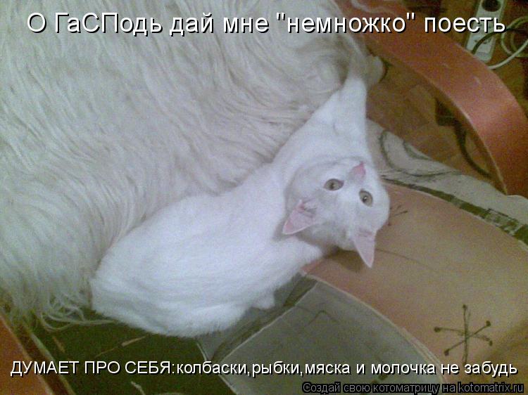Котоматрица: О ГаСПодь дай мне "немножко" поесть ДУМАЕТ ПРО СЕБЯ:колбаски,рыбки,мяска и молочка не забудь