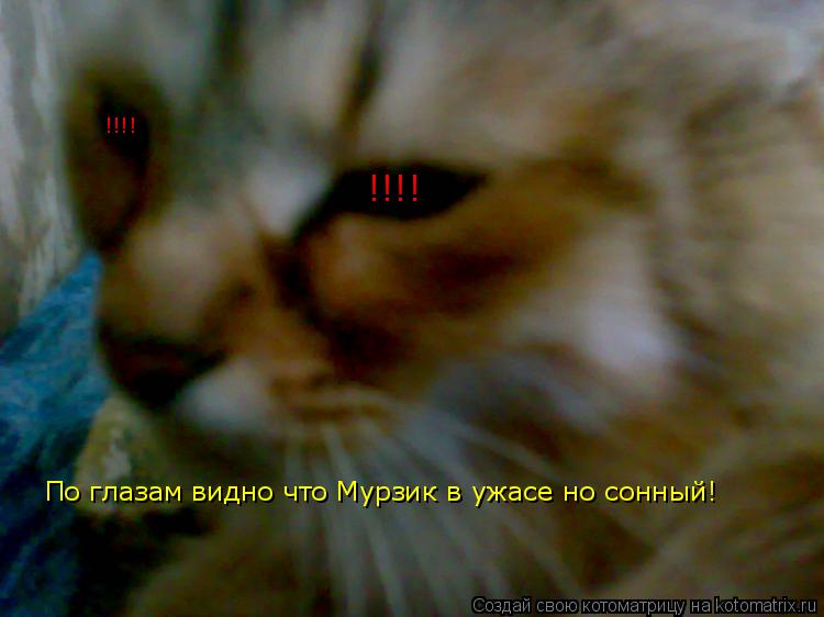!!!! !!!! По глазам видно что Мурзик в ужасе но сонный!... Котоматрица: !!!! !!!! По глазам видно что Мурзик в ужасе но сонный!