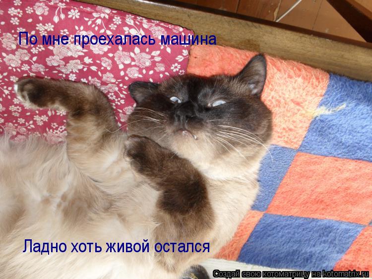 По мне проехалась машина Ладно хоть живой остался... Котоматрица: По мне проехалась машина Ладно хоть живой остался