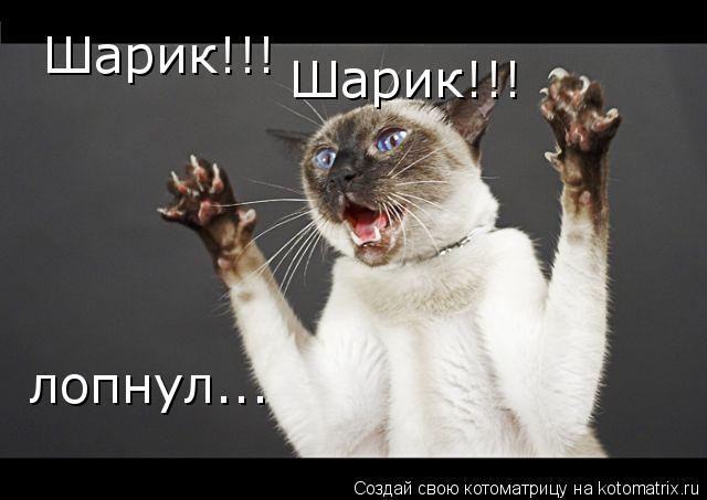 Шарик!!! Шарик!!! лопнул...... Котоматрица: Шарик!!! Шарик!!! лопнул...