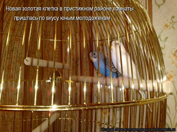 Котоматрица: Новая золотая клетка в пристижном районе комнаты пришлась по вкусу юным молодоженам