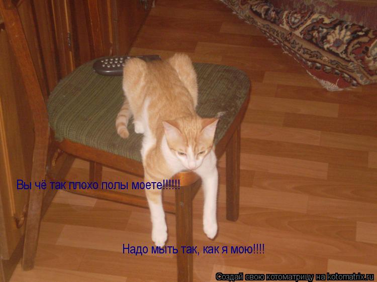 Котоматрица: Вы чё так плохо полы моете!!!!!! Надо мыть так, как я мою!!!!