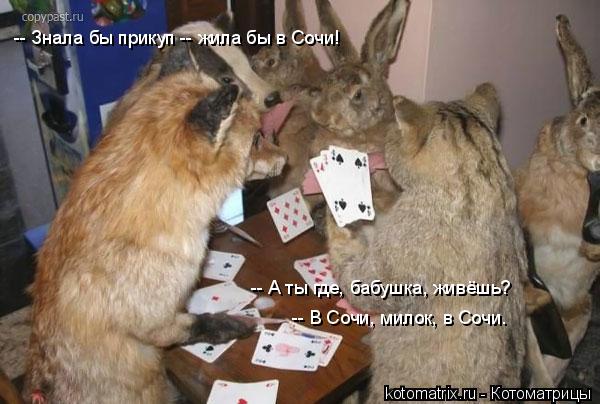 Котоматрица: -- Знала бы прикуп -- жила бы в Сочи! -- А ты где, бабушка, живёшь?  -- В Сочи, милок, в Сочи.