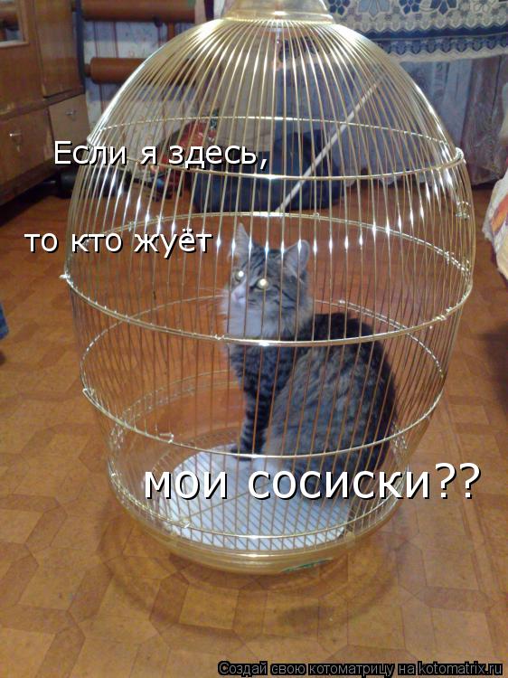 Котоматрица: Если я здесь, то кто жуёт  мои сосиски??