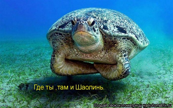 Котоматрица: Где ты ,там и Шаолинь.