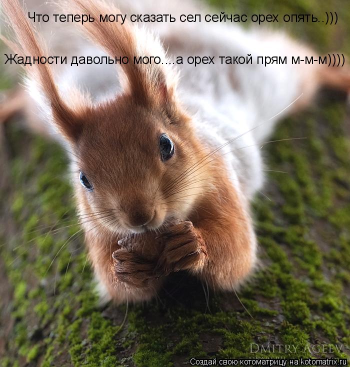 Котоматрица: Что теперь могу сказать сел сейчас орех опять..))) Жадности давольно мого....а орех такой прям м-м-м))))