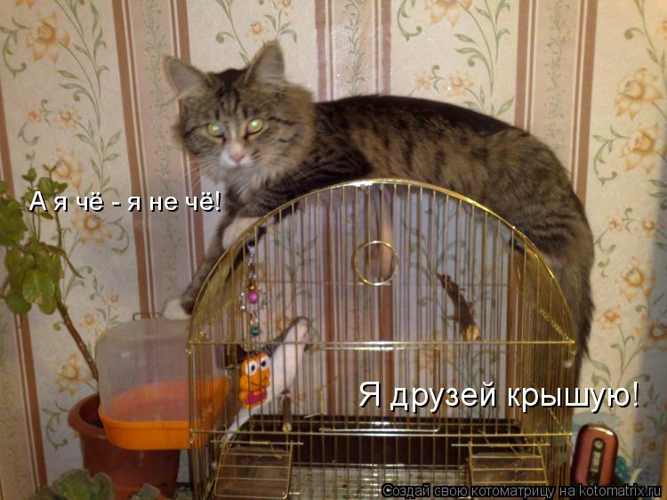 Котоматрица: А я чё - я не чё! Я друзей крышую!