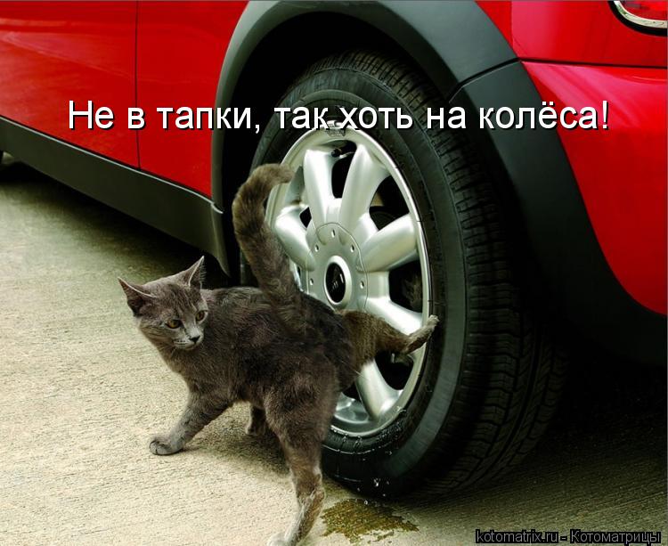 Котоматрица: Не в тапки, так хоть на колёса!