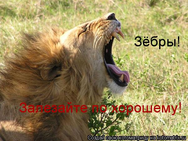 Зёбры! Залезайте по хорошему!... Котоматрица: Зёбры! Залезайте по хорошему!