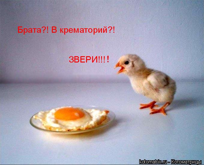 Котоматрица: Брата?! В крематорий?! ЗВЕРИ!!!