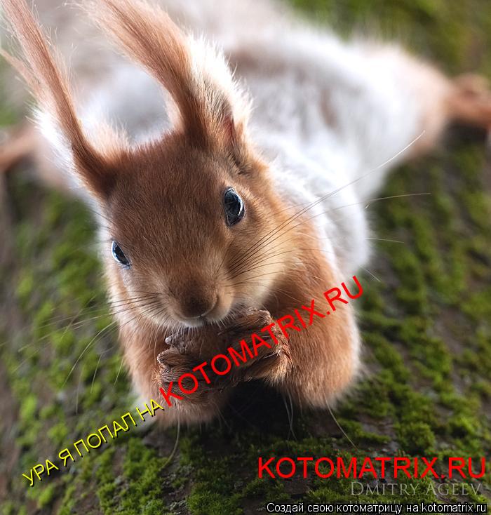 Котоматрица: УРА Я ПОПАЛ НА  KOTOMATRIX.RU KOTOMATRIX.RU