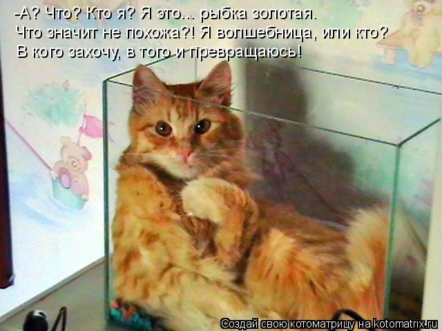 Котоматрица: -А? Что? Кто я? Я это... рыбка золотая. Что значит не похожа?! Я волшебница, или кто? В кого захочу, в того и превращаюсь!