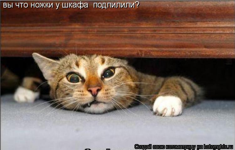 Котоматрица: вы что ножки у шкафа  подпилили?