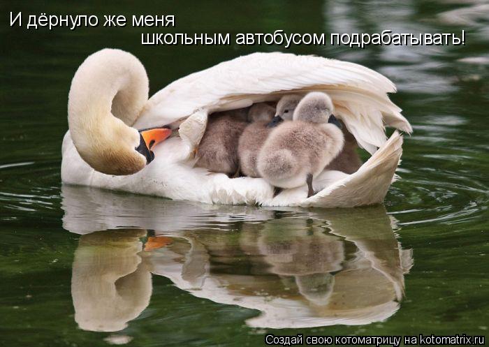 Котоматрица: И дёрнуло же меня  школьным автобусом подрабатывать!