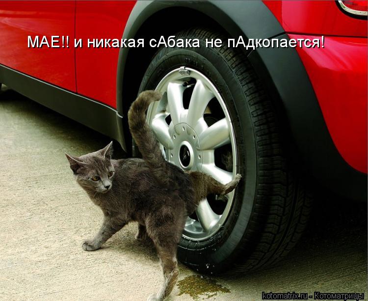 Котоматрица: МАЕ!! и никакая сАбака не пАдкопается!