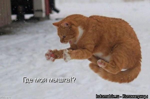 Котоматрица: Где моя мышка!?