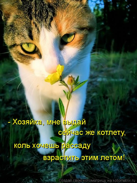 Котоматрица: - Хозяйка, мне выдай сейчас же котлету, коль хочешь рассаду взрастить этим летом!