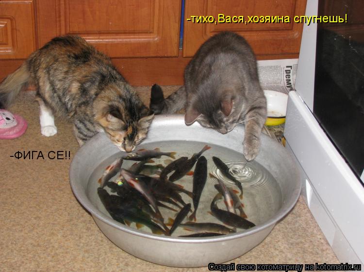 Котоматрица: -ФИГА СЕ!! -тихо,Вася,хозяина спугнешь!