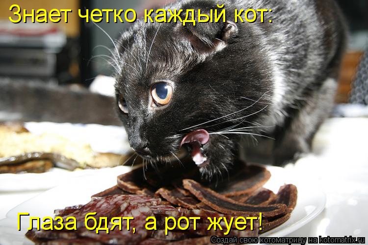Знает четко каждый кот: Глаза бдят, а рот жует!... Котоматрица: Знает четко каждый кот: Глаза бдят, а рот жует!