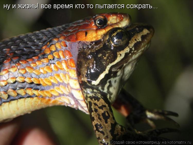 Котоматрица: ну и жизнь! все время кто то пытается сожрать...