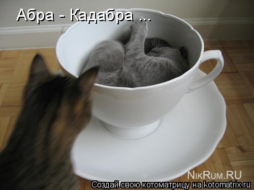 Котоматрица: Абра - Кадабра ...