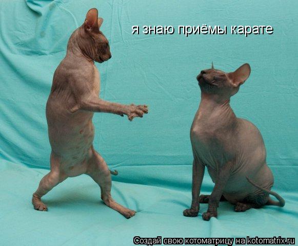 Котоматрица: я знаю приёмы карате