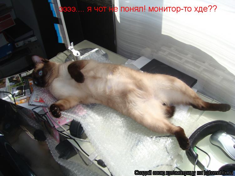 Котоматрица: ээээ.... я чот не понял! монитор-то хде??