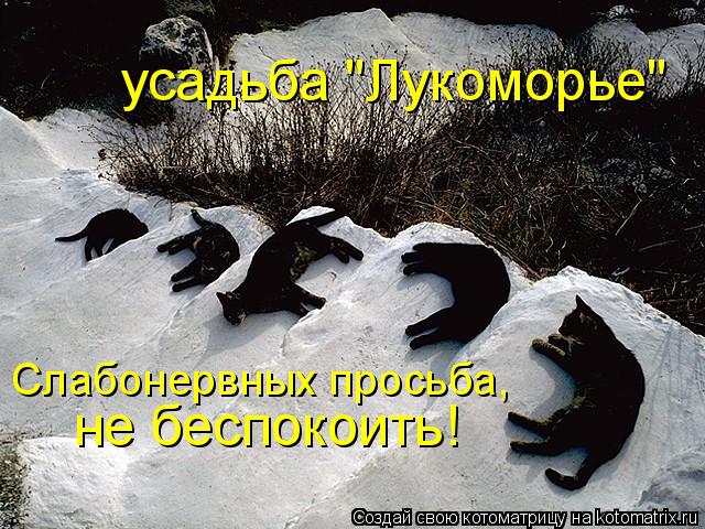 Котоматрица: Слабонервных просьба, не беспокоить! усадьба "Лукоморье"