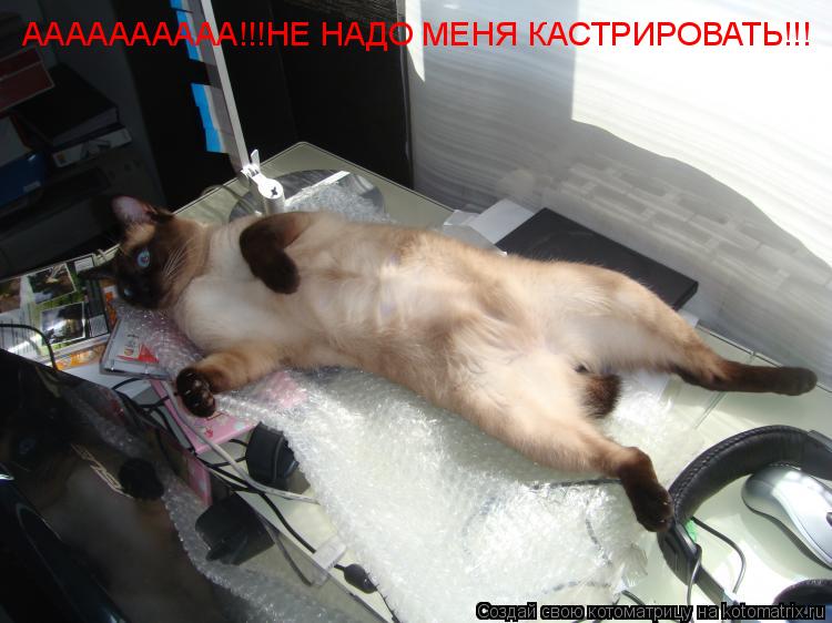 Котоматрица: АААААААААА!!!НЕ НАДО МЕНЯ КАСТРИРОВАТЬ!!!