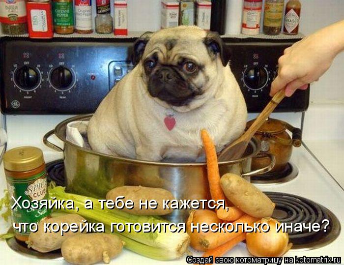 Котоматрица: Хозяйка, а тебе не кажется,  что корейка готовится несколько иначе?