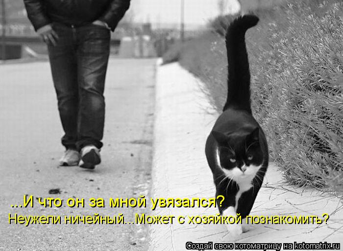 ...И что он за мной увязался? Неужели ничейный...Может с хозяйкой познакомить?... Котоматрица: ...И что он за мной увязался? Неужели ничейный...Может с хозяйкой познакомить?