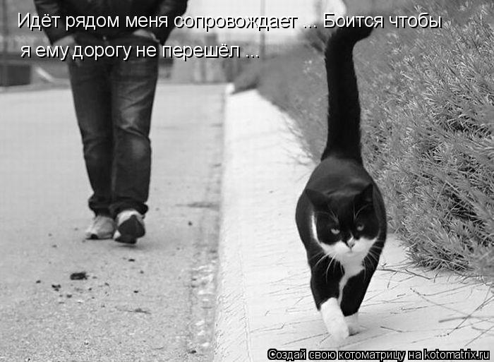 Котоматрица: Идёт рядом меня сопровождает ... Боится чтобы   я ему дорогу не перешёл ...