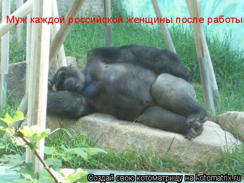 Котоматрица: Муж каждой российской женщины после работы