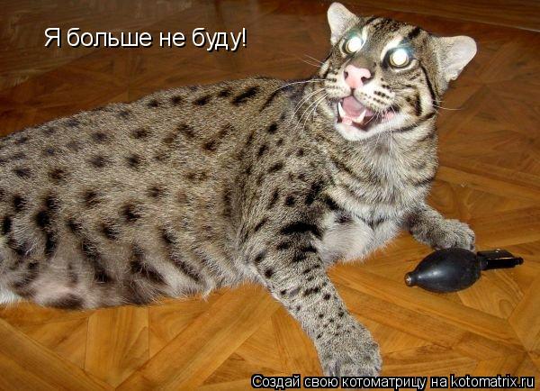 Я больше не буду!... Котоматрица: Я больше не буду!