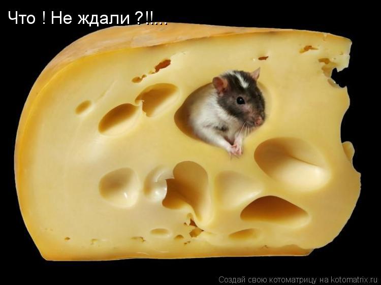 Что ! Не ждали ?!!...... Котоматрица: Что ! Не ждали ?!!...
