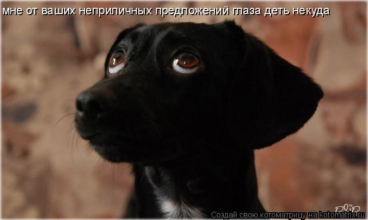 Котоматрица: мне от ваших неприличных предложений глаза деть некуда