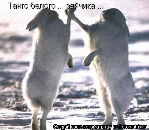 Танго белого ... зайчика ...... Котоматрица: Танго белого ... зайчика ...