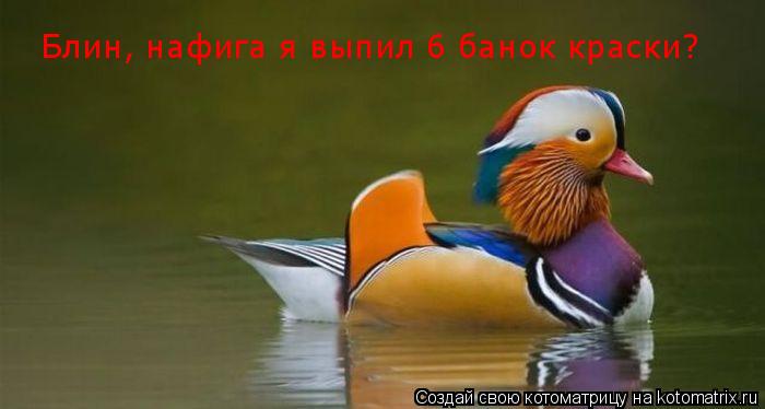 Блин, нафига я выпил 6 банок краски?... Котоматрица: Блин, нафига я выпил 6 банок краски?