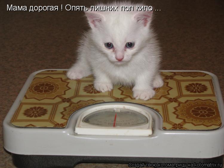 Мама дорогая ! Опять лишних пол кило ...... Котоматрица: Мама дорогая ! Опять лишних пол кило ...