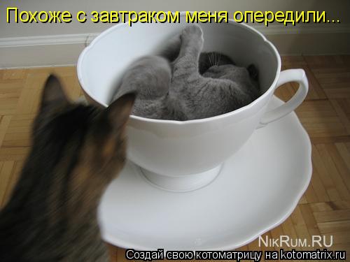 Котоматрица: Похоже с завтраком меня опередили...