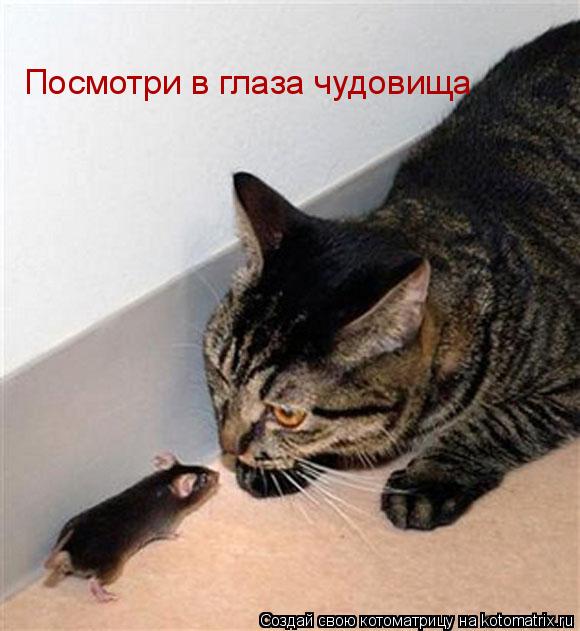 Посмотри в глаза чудовища... Котоматрица: Посмотри в глаза чудовища