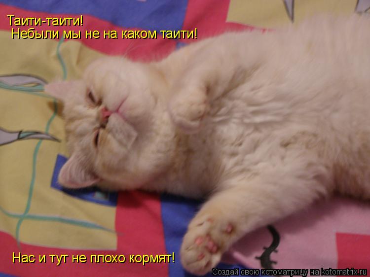 Таити-таити! Небыли мы не на каком таити! Нас и тут не плохо кормят!... Котоматрица: Таити-таити! Небыли мы не на каком таити! Нас и тут не плохо кормят!
